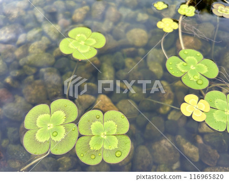 漂浮在水面上的水三葉草 116965820