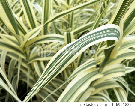 丹竹特寫 116965822