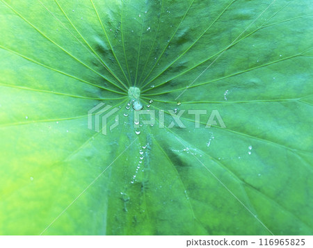荷葉的特寫 荷葉的特寫 116965825