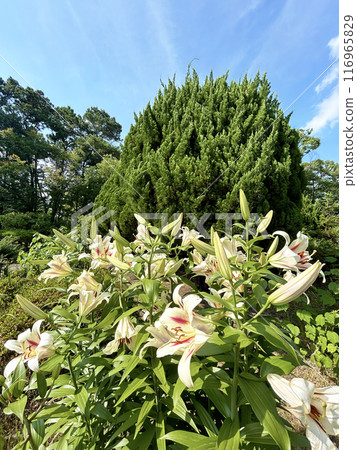 Blue sky and lilies 116965829