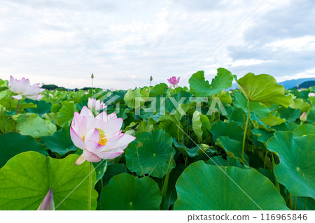 Lotus of Kyoji Fujiwara 116965846