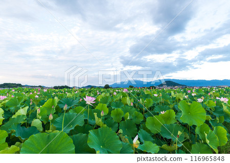 Lotus of Kyoji Fujiwara 116965848