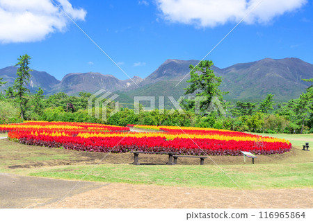 Beautiful autumn flower scenery with the Kuju mountain range in the background Celosia aralia flowers Scenery "Kuju Flower Park" Taketa City, Oita Prefecture 116965864