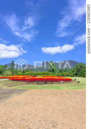 Beautiful autumn flower scenery with the Kuju mountain range in the background Celosia aralia flowers Scenery "Kuju Flower Park" Taketa City, Oita Prefecture 116965865
