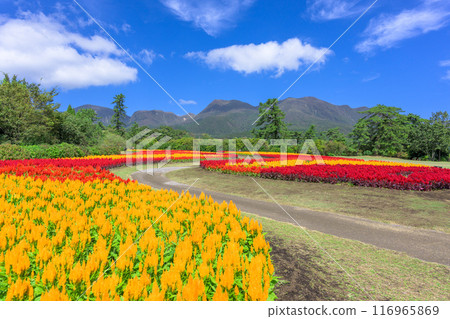 以九重連山和雞冠花為背景的美麗的秋花風景。 以九重連山和雞冠花為背景的美麗的秋花風景。 116965869