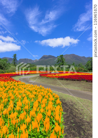 以九重連山和雞冠花為背景的美麗的秋花風景。 以九重連山和雞冠花為背景的美麗的秋花風景。 116965870