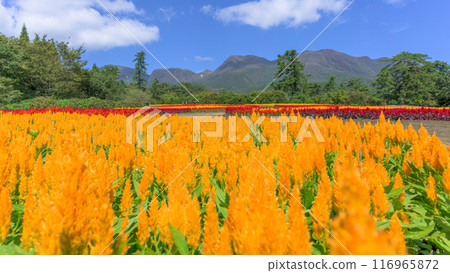以九重連山和雞冠花為背景的美麗的秋花風景。 以九重連山和雞冠花為背景的美麗的秋花風景。 116965872