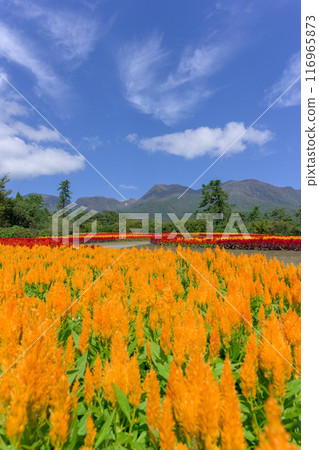 Beautiful autumn flower scenery with the Kuju mountain range in the background Celosia aralia flowers Scenery "Kuju Flower Park" Taketa City, Oita Prefecture Beautiful autumn flower scenery with the Kuju mountain range in the background Celosia aralia flowers Scenery "Kuju Flower Park" Taketa City, Oita Prefecture 116965873