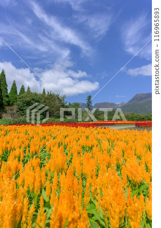 以九重連山和雞冠花為背景的美麗的秋花風景。 以九重連山和雞冠花為背景的美麗的秋花風景。 116965893