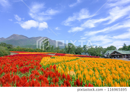 Beautiful autumn flower scenery with the Kuju mountain range in the background Celosia aralia flowers Scenery "Kuju Flower Park" Taketa City, Oita Prefecture Beautiful autumn flower scenery with the Kuju mountain range in the background Celosia aralia flowers Scenery "Kuju Flower Park" Taketa City, Oita Prefecture 116965895