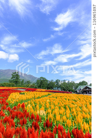 以九重連山和雞冠花為背景的美麗的秋花風景。 116965897