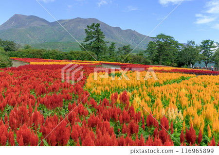 Beautiful autumn flower scenery with the Kuju mountain range in the background Celosia aralia flowers Scenery "Kuju Flower Park" Taketa City, Oita Prefecture 116965899