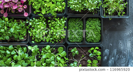 Microgreens in plastic trays. Young leaves. Microgreens germination. Ecologically clean product. 116965920
