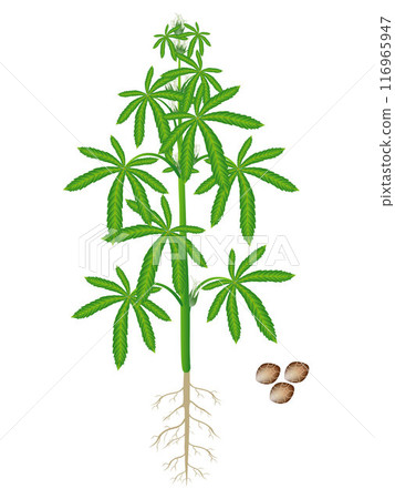 Female cannabis plant with seeds isolated on white background. 116965947