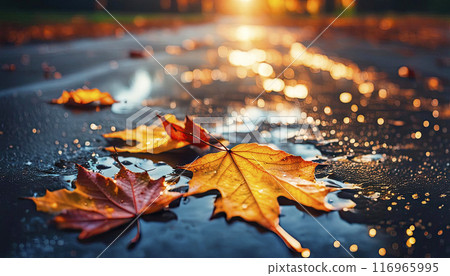 Autumn leaves close-up in a puddle on wet asphalt, autumn landscape,golden light 116965995