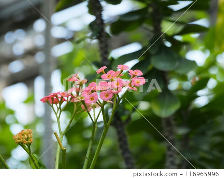 Euphorbia milii blooming in the greenhouse Euphorbia milii blooming in the greenhouse 116965996