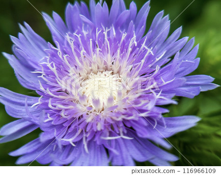 Light purple stokesia 116966109