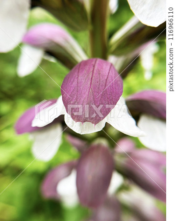 Acanthus close-up 116966110