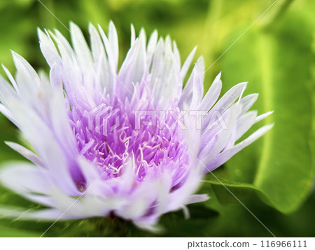 Pale pink stokesia 116966111