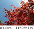 Bright red leaves and blue sky 116966119