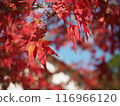 Bright red autumn leaves 116966120
