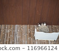 Cute swallow nest 116966124