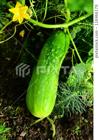 Summer vegetables: delicious local cucumbers Summer vegetables: delicious local cucumbers 116966178