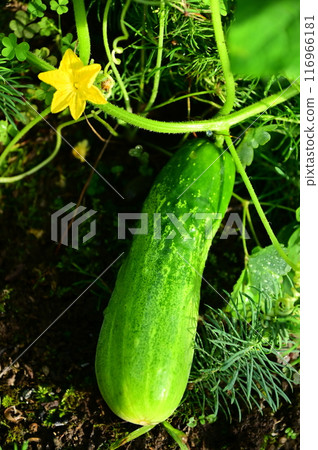 Summer vegetables: delicious local cucumbers Summer vegetables: delicious local cucumbers 116966181