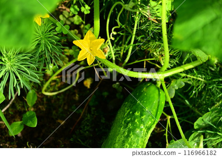 Summer vegetables: delicious local cucumbers 116966182
