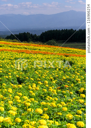 Marigold flowers against the backdrop of nature at Aso Kuju National Park (Kuju Flower Park) Marigold flowers against the backdrop of nature at Aso Kuju National Park (Kuju Flower Park) 116966254