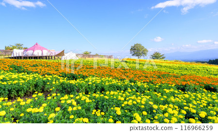 阿蘇九重國立公園（九重花公園）自然背景的萬壽菊花 116966259