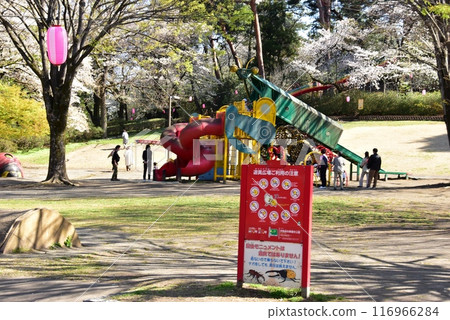 Isesaki City: Playground and cherry blossoms in full bloom at Kakuzoji Park 116966284