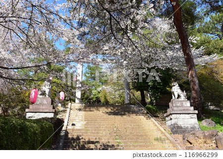Isesaki City: Kakuzoji Park walking trail, torii gates and cherry blossoms in full bloom Isesaki City: Kakuzoji Park walking trail, torii gates and cherry blossoms in full bloom 116966299