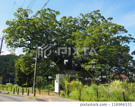 野間的大櫸樹（夏季） 116966331