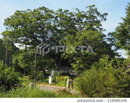 野間的大櫸樹（夏季） 116966346