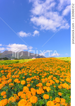 A promenade and marigold flowers with the natural backdrop of the Kuju mountain range in "Aso Kuju National Park (Kuju Flower Park)" A promenade and marigold flowers with the natural backdrop of the Kuju mountain range in "Aso Kuju National Park (Kuju Flower Park)" 116966352