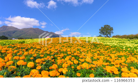 A promenade and marigold flowers with the natural backdrop of the Kuju mountain range in "Aso Kuju National Park (Kuju Flower Park)" A promenade and marigold flowers with the natural backdrop of the Kuju mountain range in "Aso Kuju National Park (Kuju Flower Park)" 116966353