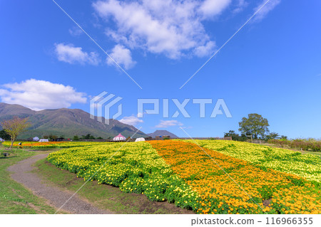 A promenade and marigold flowers with the natural backdrop of the Kuju mountain range in "Aso Kuju National Park (Kuju Flower Park)" 116966355