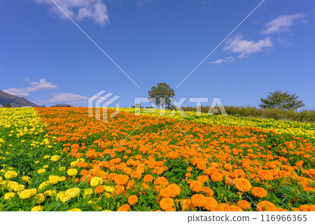 晴朗的秋日，阿蘇九重國立公園（九重花卉公園）美麗的萬壽菊花綻放光芒 116966365