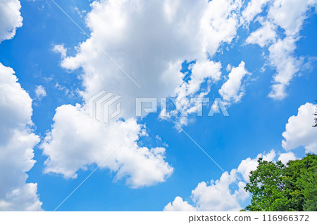 夏天的雲和樹 116966372