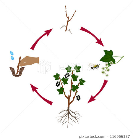 Cycle of a currant plant growth isolated on white background. Cycle of a currant plant growth isolated on white background. 116966387