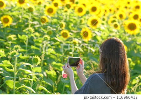 拍攝向日葵的女人 116966412
