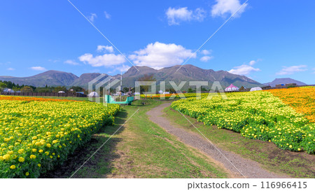 以壯麗的九重山脈為背景的萬壽菊全景“阿蘇九重國立公園內（九重花公園）” 116966415