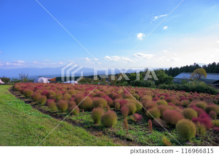「九重花卉公園」—大分縣竹田市 116966815
