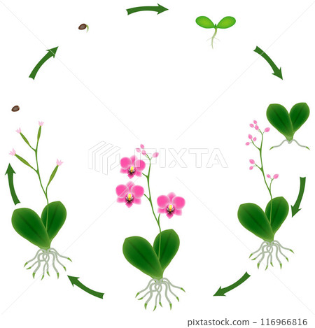Life cycle of a orchid plant on a white background. 116966816
