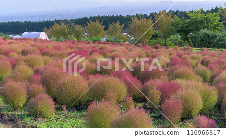 A view of the Bassia genus from the promenade of the flower park "Kuju Flower Park", Taketa City, Oita Prefecture A view of the Bassia genus from the promenade of the flower park "Kuju Flower Park", Taketa City, Oita Prefecture 116966817
