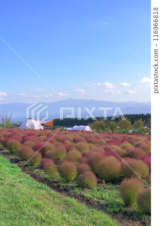 A view of the Bassia genus from the promenade of the flower park "Kuju Flower Park", Taketa City, Oita Prefecture A view of the Bassia genus from the promenade of the flower park "Kuju Flower Park", Taketa City, Oita Prefecture 116966818