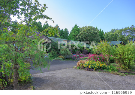 秋日陽光明媚的散步風景「九重花公園」 大分縣竹田市 秋日陽光明媚的散步風景「九重花公園」 大分縣竹田市 116966959