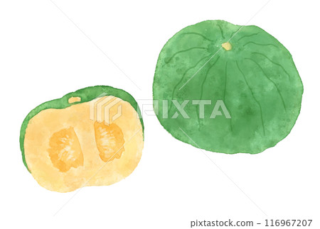 帶有水彩觸感的南瓜的向量圖解 116967207