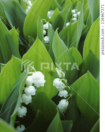 Close-up of lily of the valley, featuring delicate white bell-shaped flowers and lush green leaves in a shaded garden setting. 116967371